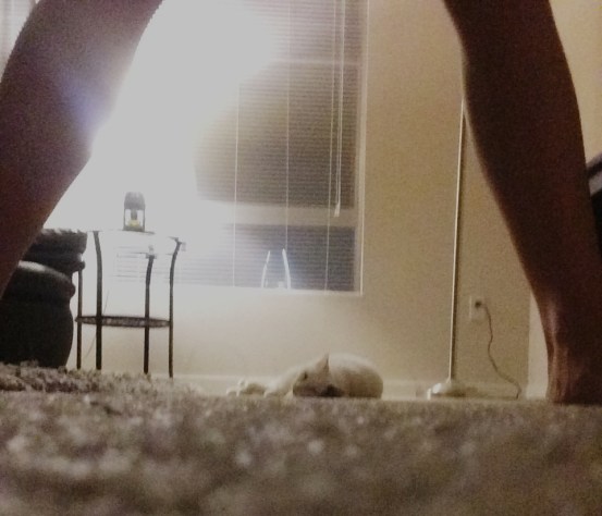 patch thru my legs.jpg